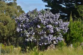 Image result for Psoralea arborea