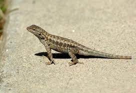 We did not find results for: What To Feed A Wild Lizard The Mercury News