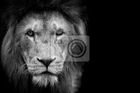 Les photos fun en noir et blanc. Lion Noir Et Blanc Peintures Murales Tableaux Noir Et Blanc Monochrome En Voie De Disparition Myloview Fr