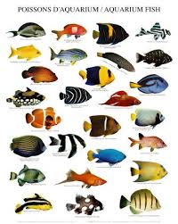 Freshwater Aquarium Fish Chart Saltwater Aquarium Fish