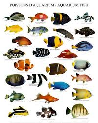 freshwater aquarium fish chart saltwater aquarium fish