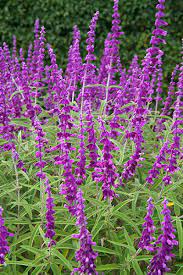 Midnight may be synonym for 'all purple'. Salvia Santa Barbara