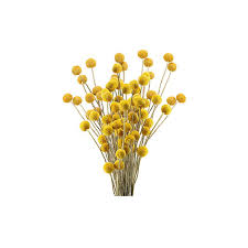 Also known as woollyheads or drumstick flowers. Coerni 30pcs Dried Craspedia Flowers Billy Button Balls Flowers Fake Silk Yellow Flower Walmart Com Walmart Com