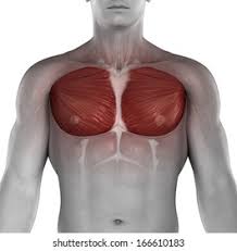 Lying exposed between the protective bones of the superiorly located ribs and the inferiorly located pelvic girdle, the muscles of this region play a critical role in protecting the. Male Muscle Chest Anatomy Stock Illustration 166610183