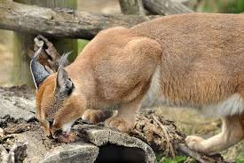 Caracal caracal schmitz _____ السلام عليكم ورحمة الله وبركاته. Ø§Ù„ÙˆØ´Ù‚ Ø§Ù„Ø¥ÙØ±ÙŠÙ‚ÙŠ Ø£Ùˆ Ø¹Ù† Ø§Ù‚ Ø§Ù„Ø£Ø±Ø¶ Caracal Caracal Ù…ÙˆÙ‚Ø¹ Ø­ÙŠÙˆØ§Ù†