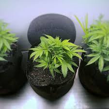 If you can, take plenty of pictures, so you can look back and keep track of your seeds' growth. How To Grow Weed Indoors An Ultimate Guide 2019 The Strategist New York Magazine