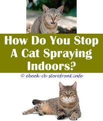 17 Savory Cat Spray Remover Apple Cider Cat Spray Male Cat Spraying Cats