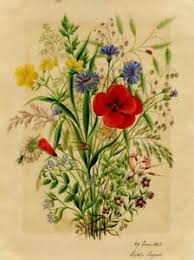 Plus que 2 en stock ! Dessin Ancien Original Signe Fleurs Arbre Feuille Bouquet Coquelicot 1853 Ebay