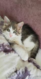 Kedi Sahiplendirme Istanbul Diger Kedi Sahiplendirme