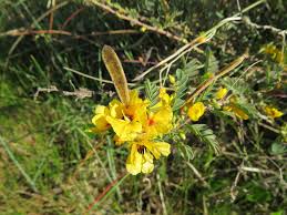 Image result for Chamaecrista