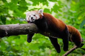 Moschiferus) is a small, solitary animal that attains a stature of only 0.5 m. Sikkim Explore The Land Of The Glorious Red Panda