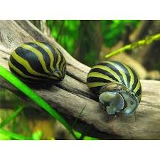 Zebra Salyangozu 2adet Egeakvaryum Com