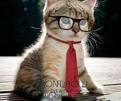 Cool Kitty Wearing Glasses Cute Cat Wallpaper Cute Animal Pictures Cute Cats