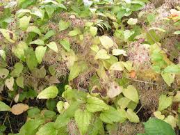 European network on invasive alien species. Botanikus Waldrebe