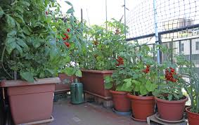 You want to know for sure. Four Top Tips To Grow Tomatoes In Containers And Pots