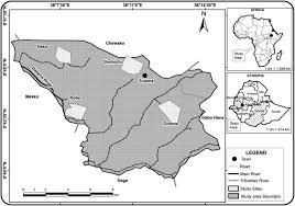 Image result for Diplolophium africanum