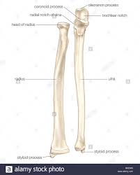 Radius while in the human the radius and ulna are separated by an interosseus space and this videos anatomy topic: Radius Und Ulna Stockfotografie Alamy