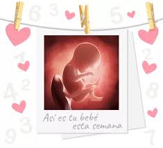 Introduce la fecha en que empezó tu última regla (fur) y descubrirás cuándo saldrás de cuentas, en qué semana y día de embarazo estás y lo que. 19 Semanas De Embarazo Pronto Conoceras Su Sexo