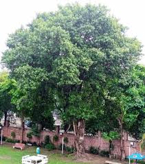 Image result for Ficus capreifolia