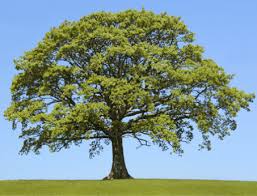 Image result for trees online