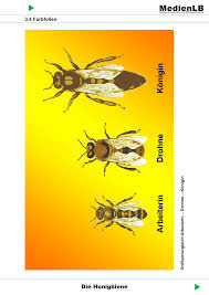 Die Honigbiene Farbfolien Unterrichtsmaterial Im Fach Biologie In 2020 Honigbiene Bienen Biologie