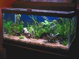 We did not find results for: 50 Gallon Planted Freshwater Aquarium Youtube