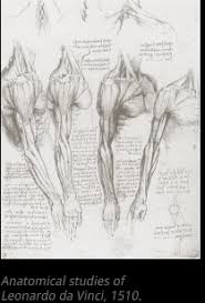 Cassell hundreds of drawings illustrate both the underlying structure and the exterior of the face, torso, arms, legs a brief book that describes the basic classical greek proportions of the human body for use as a reference. The History Of Anatomy From The Beginnings To The 20th Century