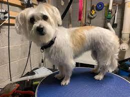 Josie The Jack Russell Maltese Mix A Furrytail Grooming Facebook