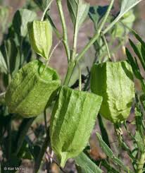 They can be considered weeds in the south. Physalis Virginiana Virginia Ground Cherry Go Botany