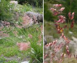 Image result for Melinis repens