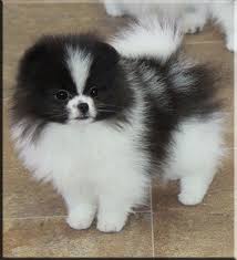 Black And Brown Pomeranian For Sale Beautiful Pomeranian Pomeranian Puppy Pomchi Puppies Puppies