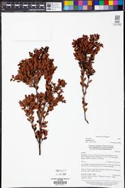 Image result for Vaccinium madagascariense