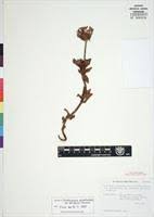 Image result for Pentanisia prunelloides