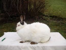 Image result for kalifornsky kralik