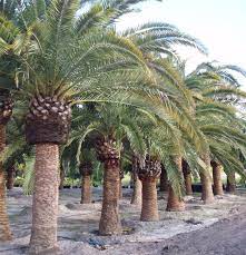 Buy Cold Hardy Palms Trees Real Palm Trees Hardy Palm Trees To Buy At Realpalmtreescom - Cold Tolerant Palm Trees Canary Island Paisagismo Palmeira Jardinagem
