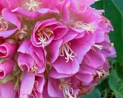 Image result for Dombeya lastii
