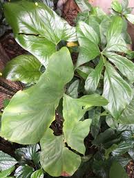 Image result for Cercestis congensis