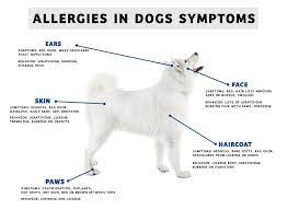 If your dog continues to shake their head, he or she may eventually rupture blood vessels in the ear. 4 Signs Your Pet Could Be Suffering From Allergies Vet In Toney Countryside Veterinary Hospital