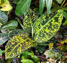 Sejumlah jenis tanaman hias diramalkan harganya bakal selangit di tahun 2021, mulai dari monstera hingga anggrek. Fenomena Philodendron Tanaman Hias Harga Puluhan Juta Yang Masih Tren Di 2021 Warta Lombok