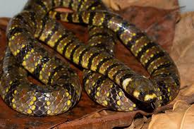 Image result for Hydrops triangularis