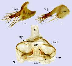 Image result for Platostoma montanum