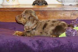 Puppies for sale from dog breeders near oregon. Our Mini Darling Dachshund Dapple Puppies For Sale In Salem Oregon Classified Americanlisted Com