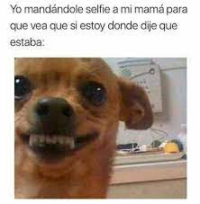 Pin By Mia Rivas On M E M E S Dog Memes Memes Really Funny Memes