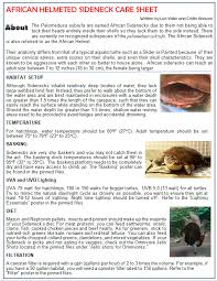 They are a fairly hardy species and don't grow quite so large and can be maintained in an aquarium. African Helmeted Sideneck Care Sheet Schildkroten Lebensraum Schildkrotenbecken