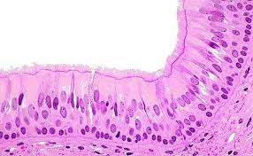 Histology of stratified columnar/cuboidal epithelium in 3 minutes or less Epithelial Tissues Mindmap