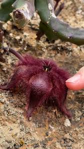 Image result for Rangaeris muscicola