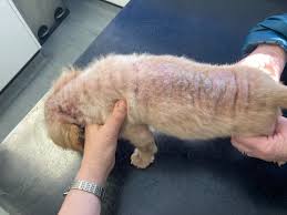 Image result for what do Cheyletiella look like in dog fur