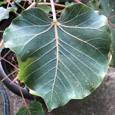 Image result for Ficus abutilifolia