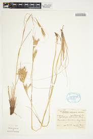 Image result for Cymbopogon pospischilii