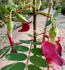 Image result for Sesbania quadrata